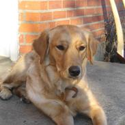 Golden retriever cuba