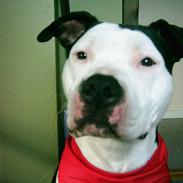 Amerikansk staffordshire terrier Sille