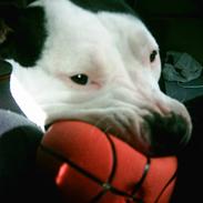 Amerikansk staffordshire terrier Sille