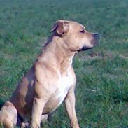 Amerikansk staffordshire terrier Guffy