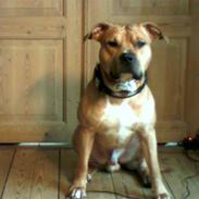 Amerikansk staffordshire terrier Guffy