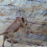 Amerikansk staffordshire terrier Guffy