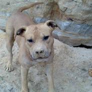 Amerikansk staffordshire terrier Guffy