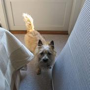 Cairn terrier Oline