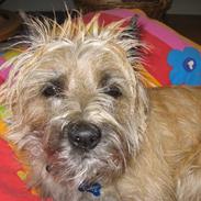 Cairn terrier Oline