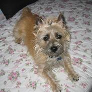 Cairn terrier Oline