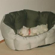 West highland white terrier Unni