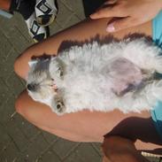 West highland white terrier Unni