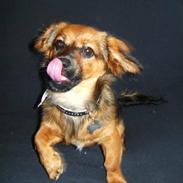 Blanding af racer * Gucci *