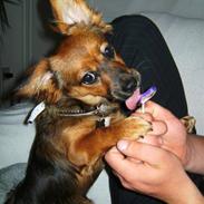 Blanding af racer * Gucci *