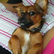 Blanding af racer * Gucci *