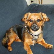 Blanding af racer * Gucci *