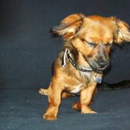 Blanding af racer * Gucci *