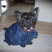 Cairn terrier Fie