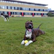 Amerikansk staffordshire terrier Kirah