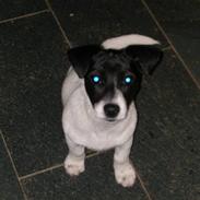Jack russell terrier Jessie