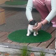 Jack russell terrier Jessie