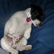 Jack russell terrier Jessie