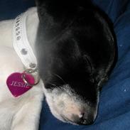 Jack russell terrier Jessie