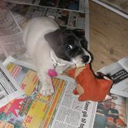 Jack russell terrier Jessie