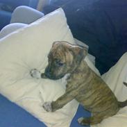 Amerikansk staffordshire terrier Coco Chenøve Celik