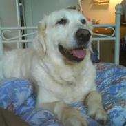 Golden retriever Bamse