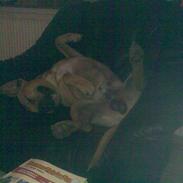 Amerikansk staffordshire terrier Guffy