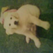 Golden retriever Bamse