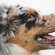 Australian shepherd Jersey