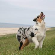 Australian shepherd Jersey