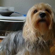 Blanding af racer Frida