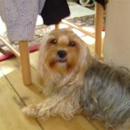 Blanding af racer Frida