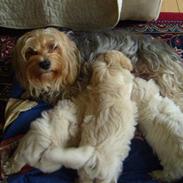 Blanding af racer Frida