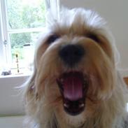 Blanding af racer Frida