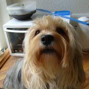 Blanding af racer Frida