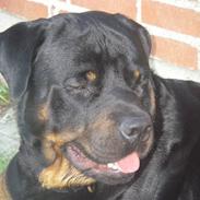 Rottweiler BOSCO