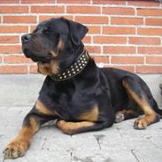 Rottweiler BOSCO