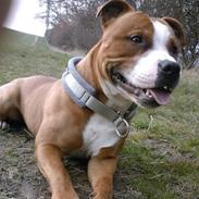 Staffordshire bull terrier Milo