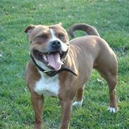 Staffordshire bull terrier Milo