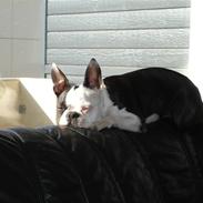 Boston terrier Ozzy