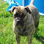 Boerboel Anasha Nynne DØD :(