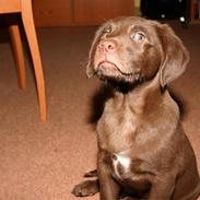 Labrador retriever Ludvig