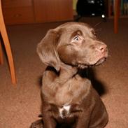 Labrador retriever Ludvig