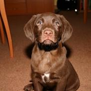 Labrador retriever Ludvig