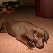 Labrador retriever Ludvig
