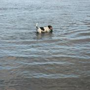 Jack russell terrier Tikki