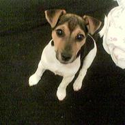 Jack russell terrier Tikki