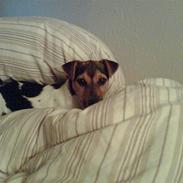 Jack russell terrier Tikki