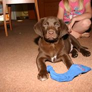 Labrador retriever Ludvig