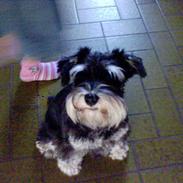 Dvaergschnauzer Kivi